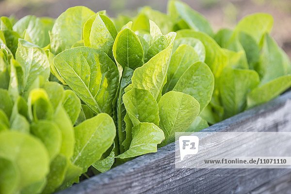 Fresh ripe romain lettuce growing in vegetable garden  Sweden  Europe