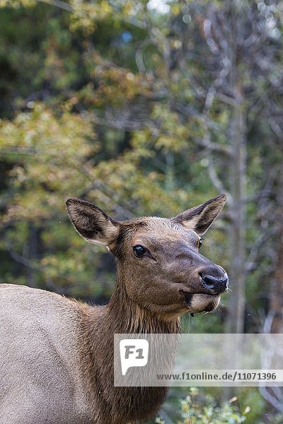 Wapiti  Elk (Cervus canadensis)  Hirschkuh  Banff Nationalpark  kanadische Rocky Mountains  Alberta  Kanada  Nordamerika