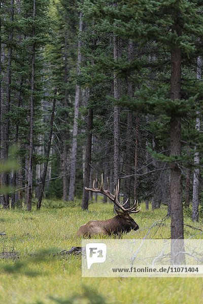Wapiti  Elk (Cervus canadensis) liegt im Wald  Hirsch  Banff Nationalpark  kanadische Rocky Mountains  Alberta  Kanada  Nordamerika