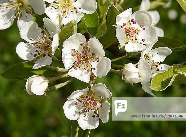 Blüten von einem Birnbaum  Herrenberg  Baden-Württemberg  Deutschland  Europa