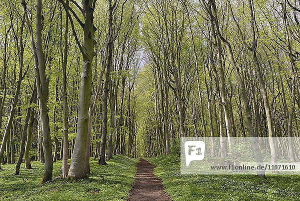 Wanderweg in einem Wald  Rotbuchen (Fagus sylvatica) im Frühling  Mecklenburg-Vorpommern  Deutschland  Europa