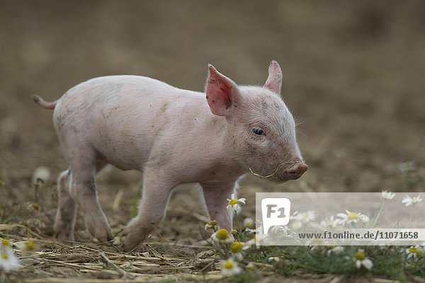 Hausschwein (Sus scrofa domesticus)  Ferkel auf einem Feld  Suffolk  Großbritannien  Europa