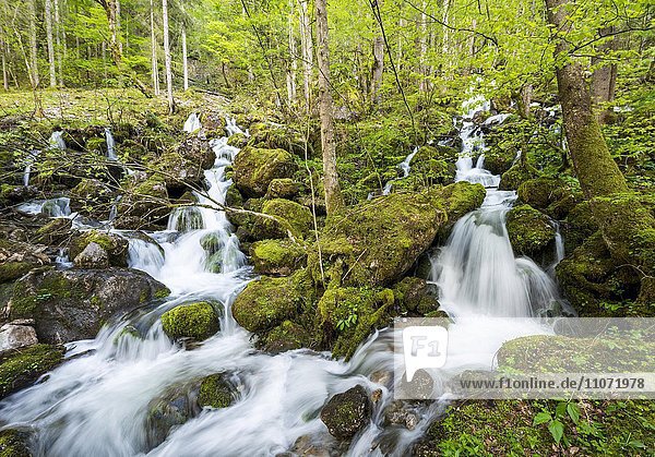 Röthbach with mossy stones  river at the end of Röthbach waterfall  Salet am Königssee  National Park Berchtesgaden  Berchtesgadener  Upper Bavaria  Bavaria  Germany  Europe