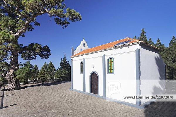 Kapelle Ermita Virgen del Pino mit Kanarenkiefer  bei El Paso  La Palma  Kanarische Inseln  Spanien  Europa