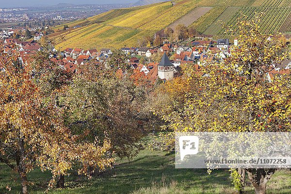 Ortsteil Strümpfelbach mit Weinbergen im Herbst  Weinstadt  Baden-Württemberg  Deutschland  Europa