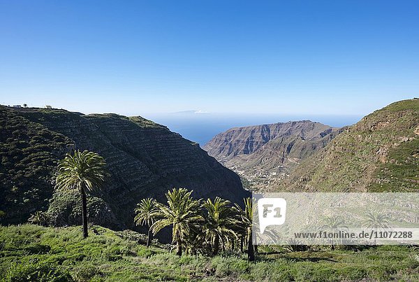 Valle Gran Rey mit Palmen  La Gomera  Kanarische Inseln  Kanaren  Spanien  Europa