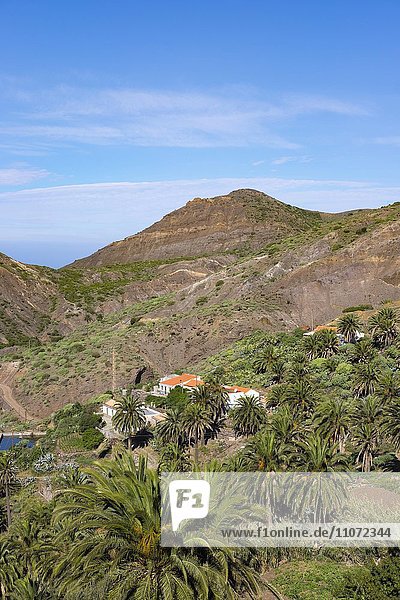 Dorf Tazo mit Kanarischen Dattelpalmen (Phoenix canariensis)  bei Vallehermoso  La Gomera  Kanarische Inseln  Spanien  Europa