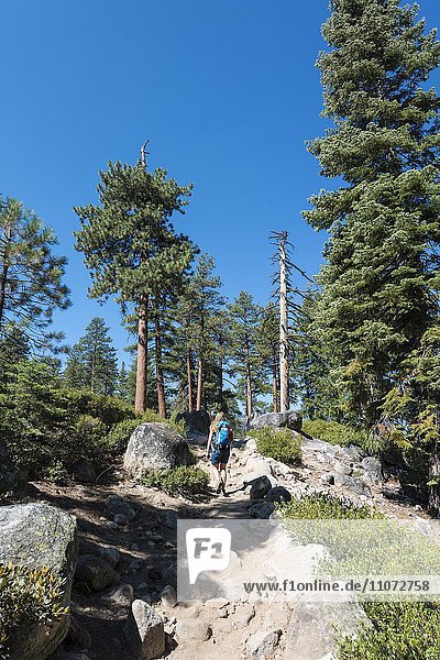 Wanderin auf einem Wanderweg zwischen Kiefern Yosemite Nationalpark Kalifornien USA Nordamerika