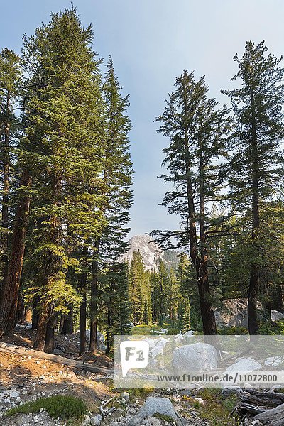 Pine forest  Sierra Nevada  Yosemite National Park  California