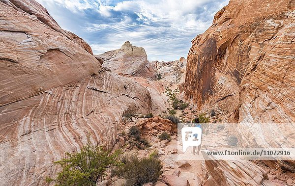Red orange sandstone rock  tourist trail to White Dome Trail  Valley of Fire State Park  Mojave Desert  Nevada  USA  North America