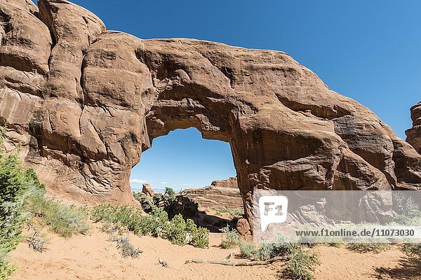 Natural Arch Pine Tree Arch  Arches National Park  Moab  Utah  USA  North America