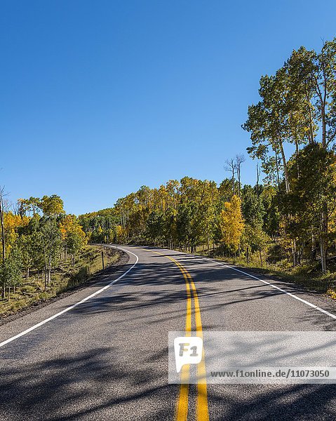 Highway 12 through autumnal aspen forest  Utah  Southwest  USA  North America