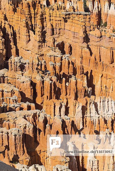 Colored rock formations  Hoodoos  rock needles  Bryce Canyon National Park  Utah  USA  North America