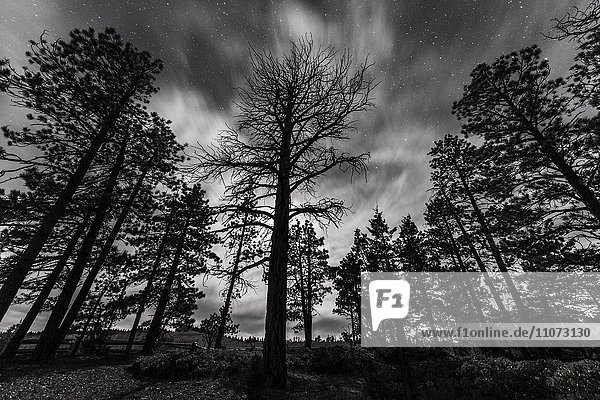 Silhouetten von Bäumen bei Nacht unter Sternenhimmel  Bryce Canyon Nationalpark  Utah  USA  Nordamerika