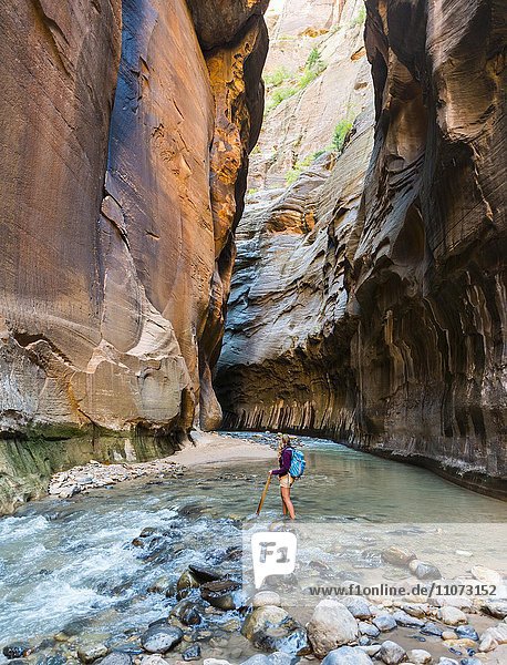 Wanderin läuft im Fluss  Zion Narrows  Engstelle des Virgin River  Steilwände des Zion Canyon  Zion Nationalpark  Utah  USA  Nordamerika