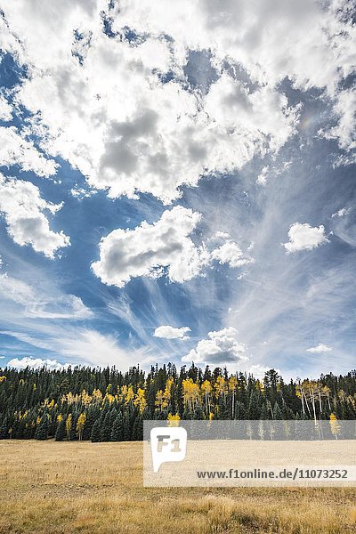 Autumn coloured aspens (Populus sp.) among pines (Pinus sp.) dramatic cloudy sky North Rim Grand Canyon National Park Arizona USA North America