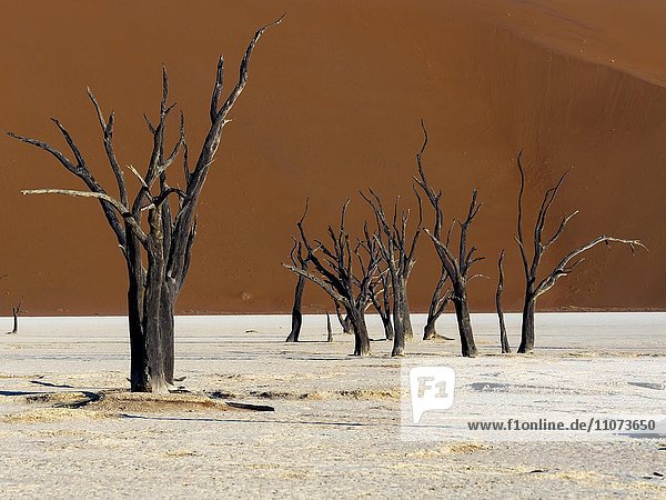 Abgestorbene Kameldornbäume (Vachellia erioloba) im Dead Vlei vor Sanddünen  Salztonpfanne  Sossusvlei  Namib-Wüste  Namib-Naukluft-Nationalpark  Namibia  Afrika
