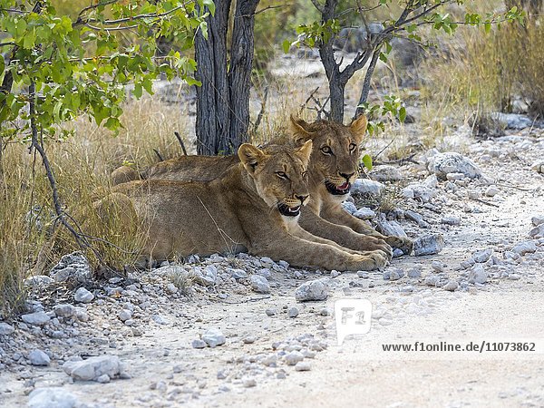 Junge Löwinnen (Panthera leo) liegen am Straßenrand  Okaukuejo  Etosha Nationalpark  Namibia  Afrika