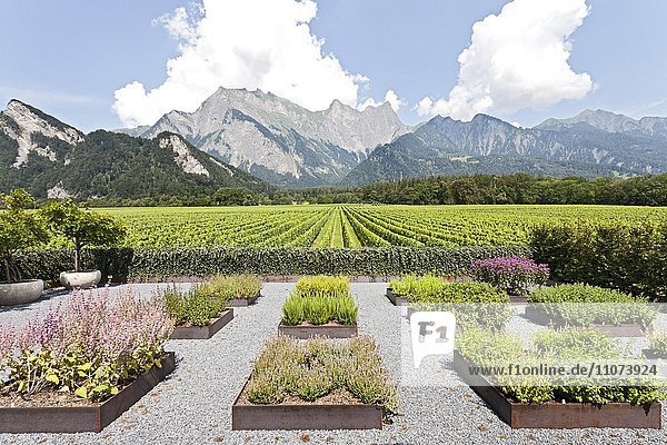 Moderner Garten mit Kräuterbeeten vor Weinbergen und Bündner Bergen  Weingut Davaz  Fläsch  Graubünden  Schweiz  Europa