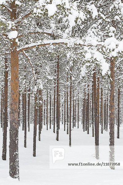 Verschneiter Nadelwald am Polarkreis  Nähe Rovaniemi  Lappland  Finnland  Europa
