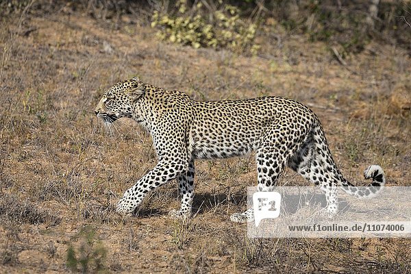 Gehender Leopard (Panthera pardus) Timbavati Game Reserve Südafrika