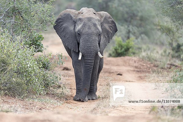 Afrikanischer Elefant (Loxodonta africana) läuft auf Staubstraße  Timbavati Game Reserve  Südafrika