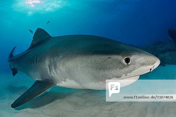 Tiger Shark (Galeocerdo cuvier) on the sea floor  Caribbean  Bahamas  North America