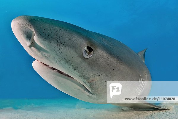 Tiger Shark (Galeocerdo cuvier)  portrait  Caribbean  Bahamas  North America