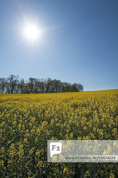 Blühendes Rapsfeld (Brassica napus)  blauer Himmel und Sonne im Gegenlicht  Schwerin  Mecklenburg-Vorpommern  Deutschland  Europa