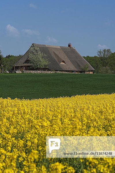 Reetgedecktes Bauernhaus  blühendes Rapsfeld (Brassica napus)  Mecklenburg-Vorpommern  Deutschland  Europa