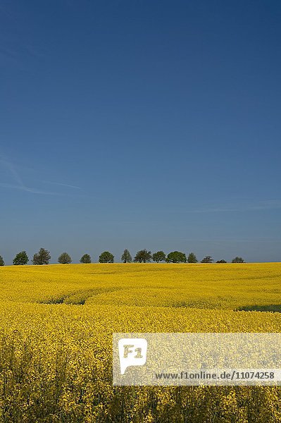 Blühendes Rapsfeld (Brassica napus)  blauer Himmel  hinten Lindenalle (Tilia platyphyllos)  Mecklenburg-Vorpommern  Deutschland  Europa
