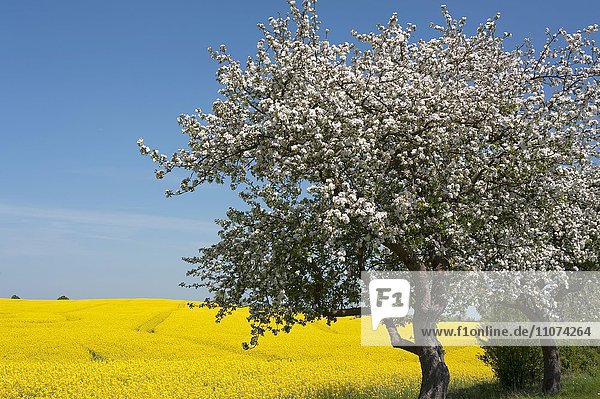 Blühender Apfelbaum (Malus domestica) vor gelbem Rapsfeld  blauer Himmel  Mecklenburg-Vorpommern  Deutschland  Europa
