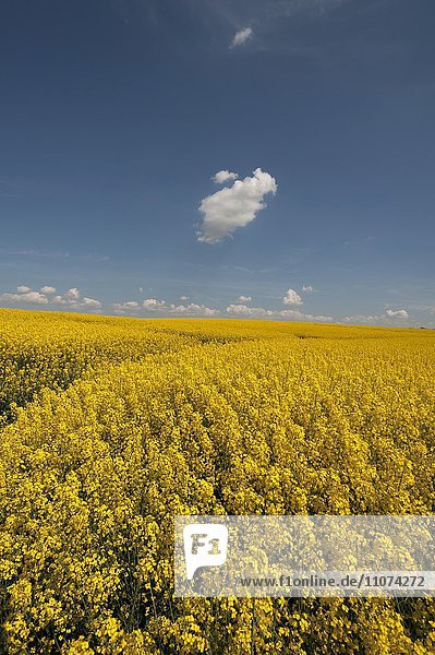Blühendes Rapsfeld (Brassica napus)  blauer Himmel mit kleinen Wolken  Mecklenburg-Vorpommern  Deutschland  Europa