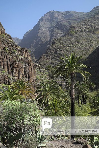 Palmen im Tal Valle Gran Rey  La Gomera  Kanarische Inseln  Spanien  Europa