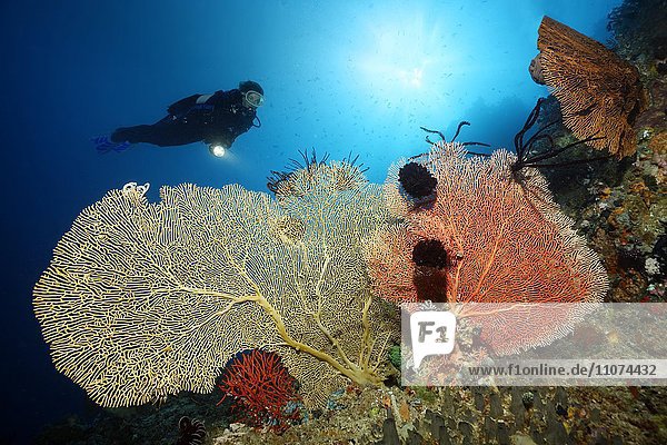 Taucher im Gegenlicht über Korallenriff mit verschiedenen Gorgonien  Großes Barriereriff  Queensland  Cairns  Pazifischer Ozean  Australien  Ozeanien
