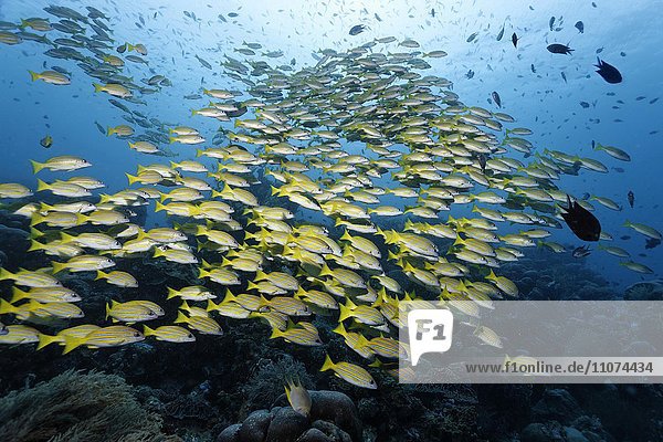 Großer Fischschwarm Blaustreifenschnapper (Lutjanus kasmira) über Korallenriff  Großes Barriereriff  Queensland  Cairns  Pazifischer Ozean  Australien  Ozeanien