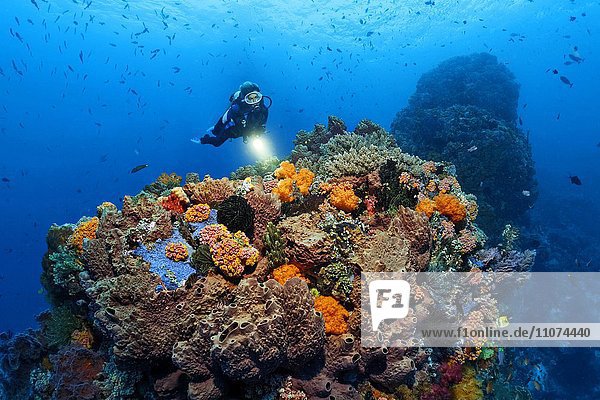 Taucher betrachtet Korallenblock  Fische  Federstern  Weichkoralle  Schwamm  Großes Barriereriff  Queensland  Cairns  Pazifischer Ozean  Australien  Ozeanien