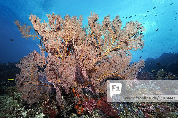 Große Gorgonie (Melthaea sp.)  Großes Barriereriff  Queensland  Cairns  Pazifischer Ozean  Australien  Ozeanien
