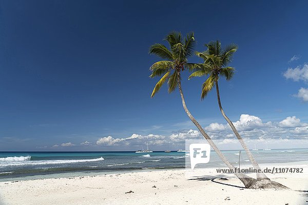 Traumstrand  Sandstrand mit Palmen und türkises Meer  Parque Nacional del Este  Insel Isla Saona  Karibik  Dominikanische Republik  Karibik  Nordamerika