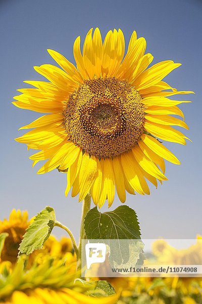 Blüte einer Sonnenblume (Helianthus annuus) auf einem Sonnenblumenfeld  Sachsen  Deutschland  Europa