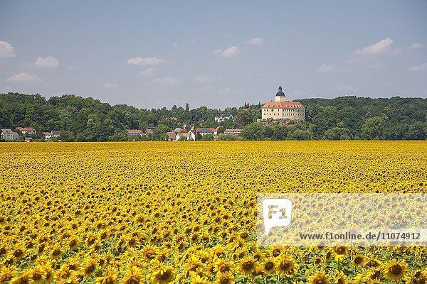 Sonnenblumenfeld vor Schloß Neuhirschstein  bei Meißen  Sachsen  Deutschland  Europa