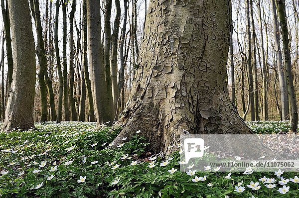 Berg-Ahorn (Acer pseudoplatanus)  Rotbuchen (Fagus sylvatica)  Laubwald im Frühling mit Buschwindröschen (Anemone nemorosa)  Nordrhein-Westfalen  Deutschland  Europa