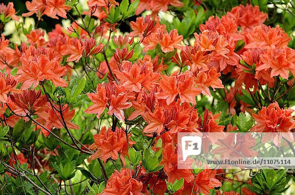 Blühende rote Azalee (Rhododendron spec.)  Niedersachsen  Deutschland  Europa