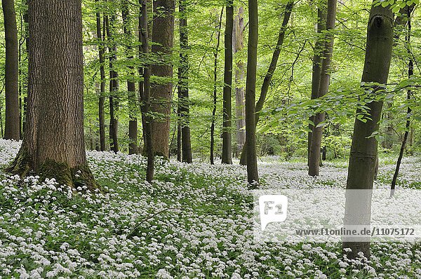 Bärlauch (Allium ursinursnum)  Bärlauchblüte im Wald im Frühling  Nordrhein-Westfalen  Deutschland  Europa