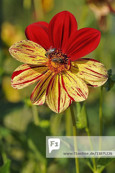 Gartendahlie (Dahlia)  Sorte Saitenspiel  Blüte mit Honigbienen (Apis sp.) Nordrhein-Westfalen  Deutschland  Europa