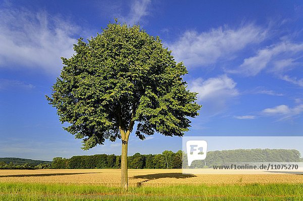 Linde (Tilia sp.)  Baum am Feldrand  Nordrhein-Westfalen  Deutschland  Europa