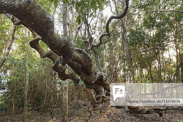 Spiralförmige Wurzeln eines tropischen Baumes  Urwald  Dschungel  Regenwald bei Senmonorom  Sen Monorom  Provinz Mondulkiri  Kambodscha  Asien