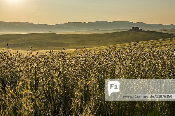 Toskanische Landschaft mit Gehöft auf Hügel und Kornfeldern im Morgenlicht  San Quirico d'Orcia  Val d'Orcia  Toskana  Italien  Europa