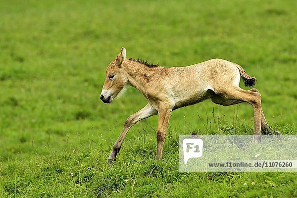 Junges Przewalskipferd (Equus ferus przewalskii)  Fohlen springt über Wiese  captive  Kanton Zürich  Schweiz  Europa