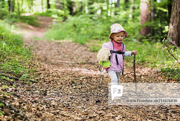 Toddler with doll and walking stick hiking through the woods  Allensbach  Lake Constance  Germany  Europe